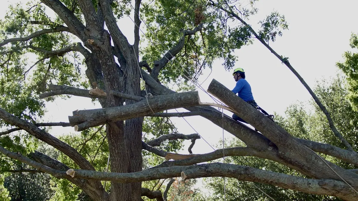 Professional Hazardous Tree Removal performed by certified arborists in Osage